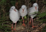 Photographie faune sauvage de Nouvelle-Calédonie oiseau bird of New Caledonia kagou