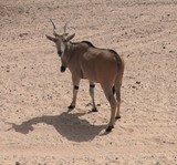 Animal safari tour desert Abu Dhabi United Arab Emirates
