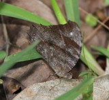 papillon cryptique camouflage sur une feuille etude la faune terrestre de la Nouvelle-Calédonie