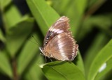 Photographies Insectes de Nouvelle-Calédonie papillon abeille