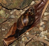 Escargot buline Nouvelle-Calédonie