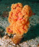 Octopus rock - 35 m - oman sea - mussandam