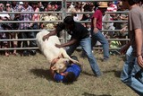 bascule un veau dans un enclos concours foire agricole de bourail 2012
