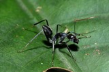 fourmi noire Nouvelle-Calédonie