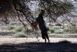 oman Musandam peninsula Persian Gulf goat eat tree chevre desert montagne