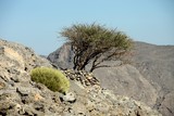 vegetation montagne arbre rocher Musamdan kassab poste frontiere formalite visa sultanat d'Oman