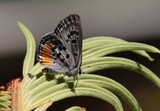 Papillon gris avec point noir et tache orange Nouvelle-Calédonie insecte
