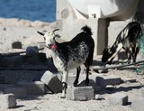 tabac polution kill animal marlboro goat desert Oman picture photographer