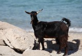 chevre filiere caprin Oman goat production 