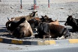 Emirats Arabes Unis vache dans un rond point united arab emirates cow in a roundabout