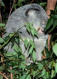 Koala dormant dans un arbre marsupial arboricole herbivore Phascolarctos cinereus