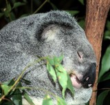 Sleeping Koala arboreal herbivorous marsupial native to Australia phascolarctos cinereus
