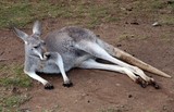Brisbane Australia Queensland kangourou marsupial famille des macropodidés
