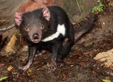 Tasmanian devil Sarcophilus harrisii carnivorous marsupial family Dasyuridae