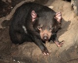 Diable de Tasmanie sarcophile Sarcophilus harrisii fourrure noire