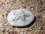 Laganum sand dollar - Oman sea