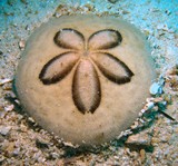 sand dollard oursin sea urchin dibba oman diving musandam