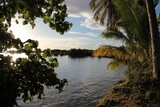 lagon moorea palmier mangrove polynesie coconut tree mangrove végétation endémique des iles polynesiennes