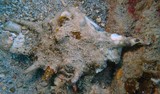 lambis shell New Caledonia underwater picture lemon bay noumea pacifiq island coral sea