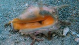 lambis Nouvelle-Calédonie coquillage commestible photo sous marine baie des citrons anse vata