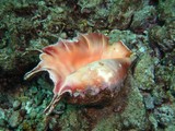 coquillage sous marin Daymaniyat Islands Nature Reserve - Mascate - Oman lambis truncata diving