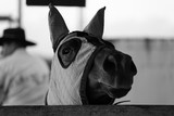 donkey shrek animal cagoule foire de koumac 2012 l'ane shrek bonnet d'ane 