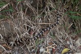 serpent marin dans les herbes du lagon de Poé laticauda saintgironsis serpent rayé Nouvelle-Calédonie