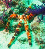 etoile de mer Oman fanaku island detroit d'ormuz starfish diving strait ormuz mussandam 