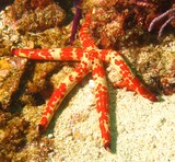 red spot sea star fanakol island Oman Sea island stait ormuz diving echinoderme 