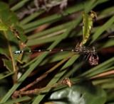 Megapodagrionidae Odonata Caledopteryx maculata endemic New Caledonia