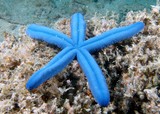Linckia laevigata Blue star New Caledonia fish identfication lagoon