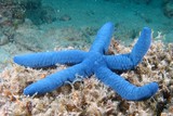 Linckia laevigata étoile de mer Nouvelle-Calédonie lagon faune sous-marine