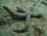 Linckia multifora etoile de mer Nouméa rocher a la voile plongée sous marine bout bleu tache