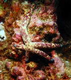 Tricolor Linckia Starfish - Oman Sea - Pearl Island