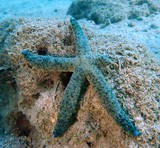Linckia multifora Comète de mer étoile de mer Nouvelle-Calédonie identification ressource marine