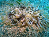 Macrodactyla doreensis anémone de mer tire-bouchon Nouvelle-Calédonie famille des Actiniidae