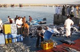 Marché aux poissons de Dibba - Oman