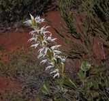 orchidée blanche de nouvelle calédonie white orchidae new caledonia flore ile du pacifique