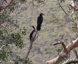 Microcarbo melanoleucos oiseau lac de Yaté niaouli colonie cormoran Nouvelle-Calédonie nature endémique