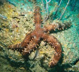 MITHRODIA CLAVIGERA étoile de mer Oman plongée omanaise star fish musandam dibba diving