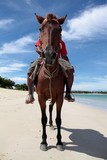 Cheval pour touriste Fidji traitement exploitation chevaux equestre horse riding Fiji