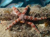 nardoa frianti photographie sous-marine