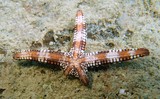 nardoa frianti seastar with 2 arms lagoon New Caledonia diving aquarium
