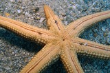 Yellow mesh sea star bottom seastar sea star diving underwater picture sail rock noumea Nardoa Novaecaledonia