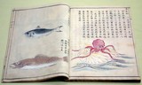 Peintures faune sous-marine recueil livre Goto Kosei Epoque Edo Japon Tokugawa Shogunat Musée National de Tokyo Japon