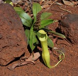 plante carnivore nouvelle calédonie carnivor plant new caledonia nepenthes green vegetable