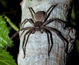 Giant crab spider Heteropoda venatoria New Caledonia Bite venom