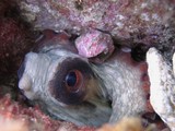 Octopus vulgaris dans son terrier - mediterranee