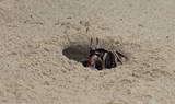 Ocypode ceratophthalmus ghost sand crab New Caledonia description biology  
