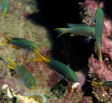 Neopomacentrus nemurus demoiselle corail Nouvelle-Calédonie poisson identification lagon Calédonien